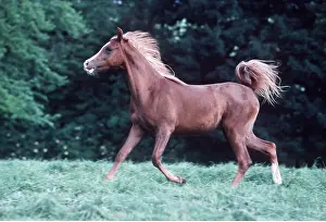Foals: ARAB HORSE - yearling galloping