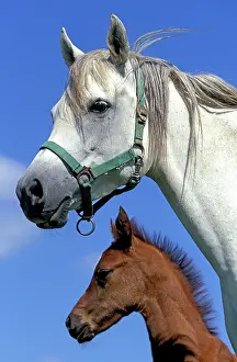 Tack: Arab Horses - adult and foal
