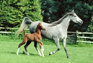 Dappled: Arab HORSES - mare and foal
