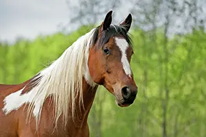 Geldings: Arab Paint Gelding, portrait