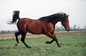 Strength: ARAB STALLION HORSE- galloping in field