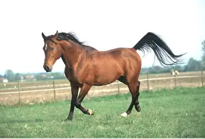 Arabs: ARAB STALLION HORSE - trotting