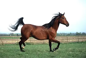 Trotting: ARAB STALLION HORSE - trotting
