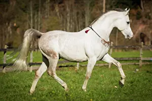 Sideview: Arab, thoroughbred mare, Gray, Tyrol, Austria, Europe