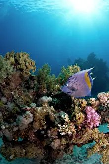 Maculosus: Arabian Angelfish