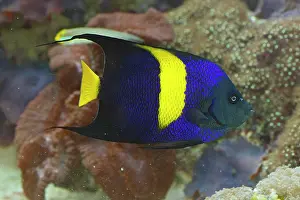Crescent: Arabian Angelfish / Crescent Angelfish
