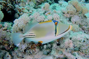 Trunkfish: Arabian arabian picasso triggerfish (Rhinecanthus