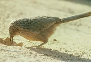 Babbler: Arabian Babbler - feeding