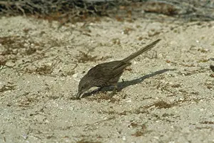 Jack Bailey: Arabian Babbler - foraging