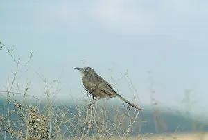 Babbler: Arabian Babbler - perched at the top of a bush