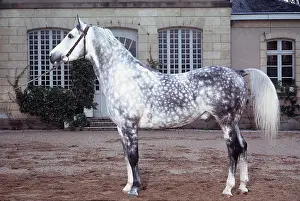 Dappled: ARABIAN BLOOD HORSE - side view