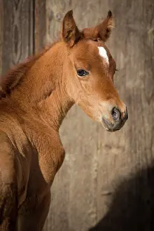Filly: Arabian chestnut filly, portrait