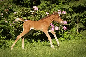 Steps: Arabian chestnut filly taking first steps