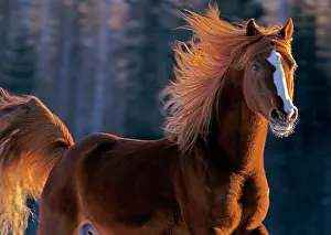 Stallions: Arabian chestnut stallion galloping, closeup