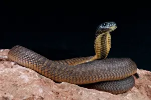 Emirates: Arabian cobra (Naja arabica), Saudi Arabia