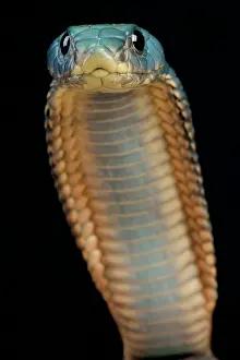 Emirates: Arabian cobra (Naja arabica), Saudi Arabia