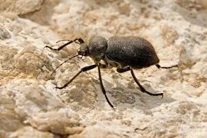 Hispida: Arabian Desert Beetle species