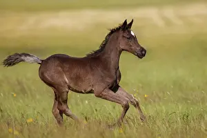 Warmblood: Arabian foal in spring on the meadow, Rhineland-Palatinate