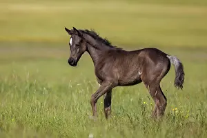 Warmblood: Arabian foal in spring on the meadow, Rhineland-Palatinate