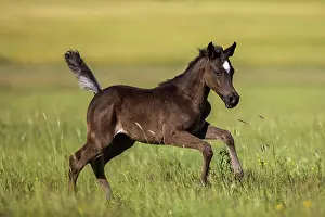 Warmblood: Arabian foal in spring on the meadow, Rhineland-Palatinate