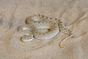 Cerastes: Arabian Horned Viper