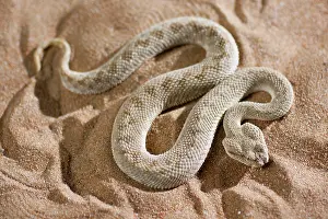Cerastes: Arabian Horned Viper