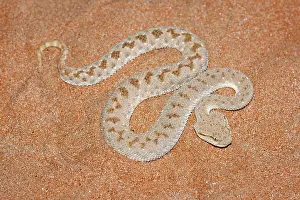 Cerastes: Arabian Horned Viper