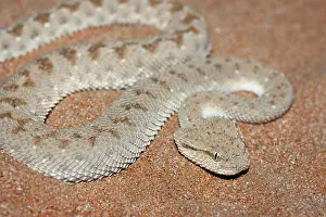 Cerastes: Arabian Horned Viper