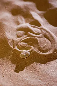 Cerastes: Arabian Horned Viper - concealed under sand