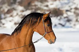 Stallion: Arabian horse, Arabian stallion, animal portrait