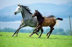 Hans D Dossenbach: Arabian horse - with foal running