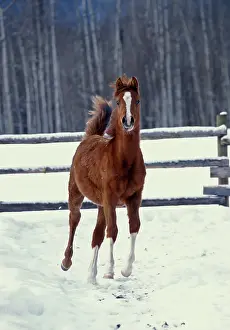Cantering: Arabian Horse - foal running at corral