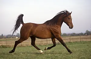 Arabs: Arabian horse galloping