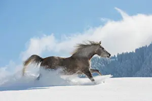 Gallop: Arabian horse, mare galloping in deep snow, Tyrol