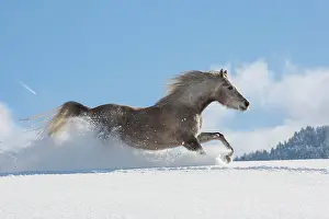 Gallop: Arabian horse, mare galloping in deep snow, Tyrol