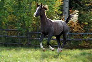 Arabs: Arabian Horse - running in field