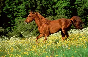 Hans D Dossenbach: Arabian Horse - running through field of flowers