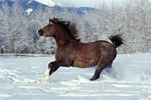 Arabs: Arabian Horse - Running on fresh snow