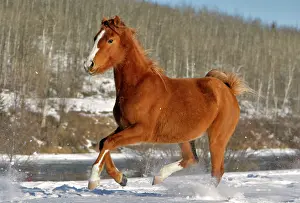 Cantering: Arabian Horse running in snow