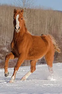 Arabs: Arabian Horse running in snowcovered field