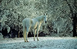 Hans D Dossenbach: Arabian Horse - in winter scene