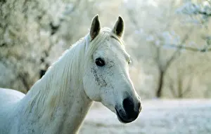 Hans D Dossenbach: Arabian Horse - in winter scene
