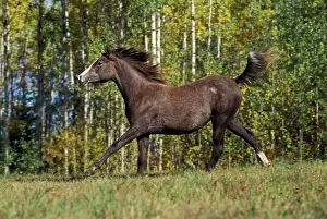 Arabs: Arabian HORSE - Yearling, running