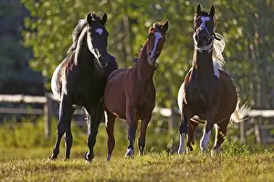 Competition: Three Arabian Horses playing, galloping in meadow
