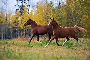 Cantering: Two Arabian Horses running together on meadow