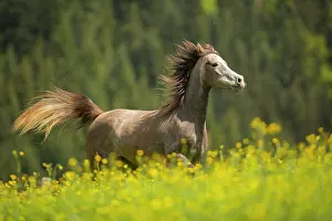 Gallop: Arabian mare galloping in meadow