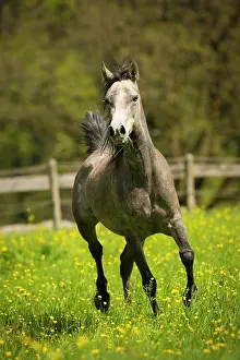 Gallop: Arabian mare galloping in meadow