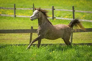 Gallop: Arabian mare galloping in meadow