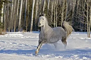 Cantering: Arabian Mare - gray galloping in snow