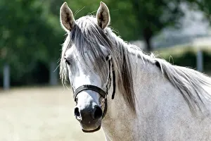 Warmblood: Arabian mare, portrait, Baden-Warttemberg, Germany